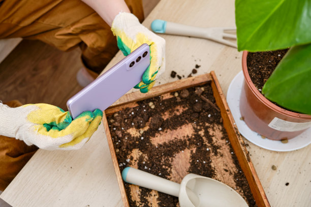一名女园丁手里拿着手机在线学习植物知识。博主在自家花园里为网络博客工作时，用智能手机拍摄视频和照片图片下载