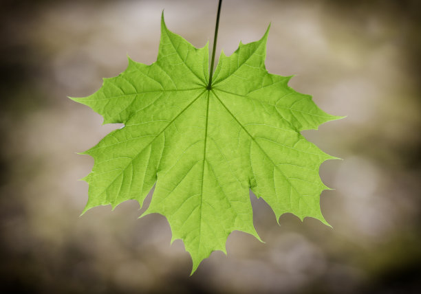 枫叶特写图片下载