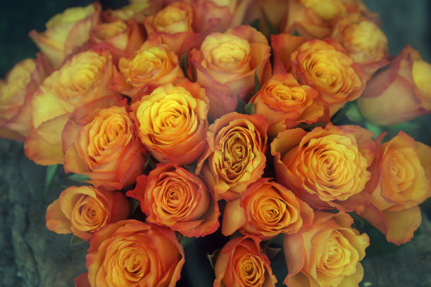 一束黄玫瑰图片下载