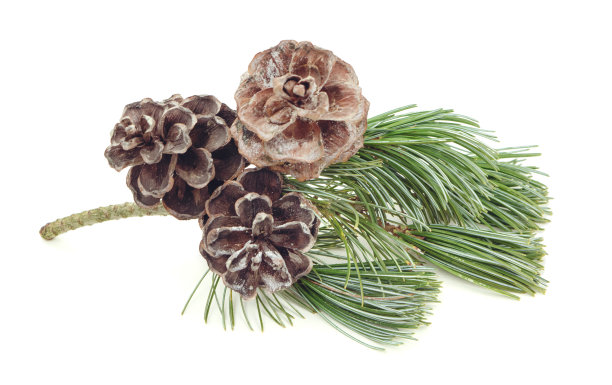 松枝具树脂球果。旗帜，松果上的白色，天然化妆品概念。孤立的图片下载
