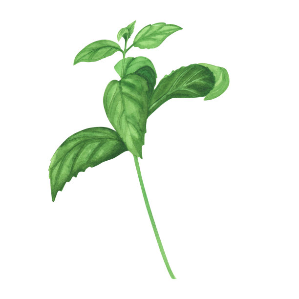 烹饪新鲜罗勒。水彩插图的烹饪草药烹饪孤立在白色背景。艺术的设计图片下载