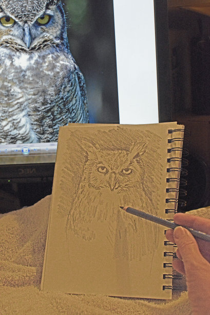 手绘猫头鹰从图像图片下载