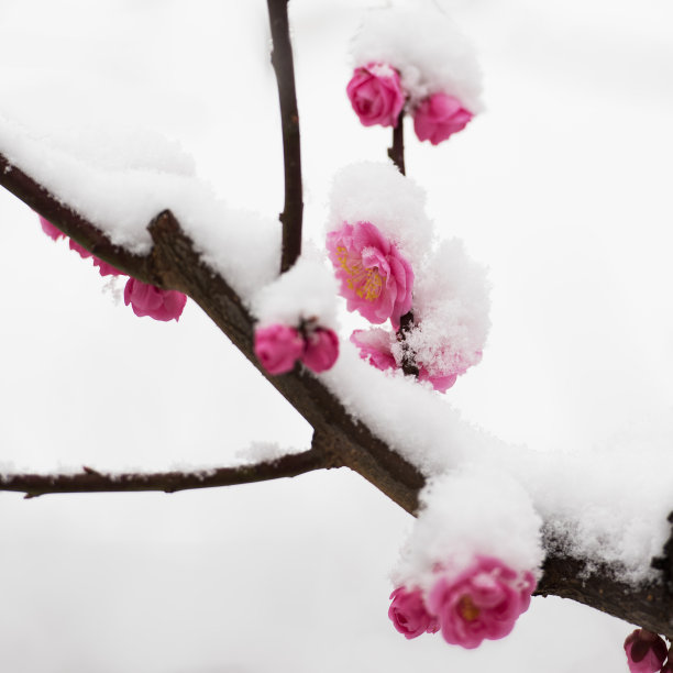 梅花在春天的雪地里盛开图片下载