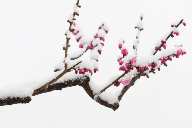 梅花在春天的雪地里盛开图片下载