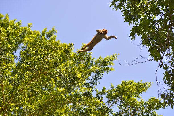 猴子跳跃时的姿势图片下载