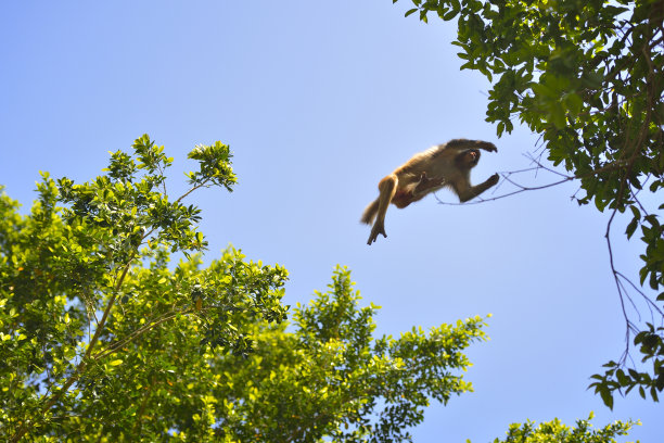 猴子跳跃时的姿势图片下载