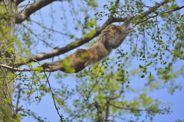 猴子跳跃时的姿势图片下载