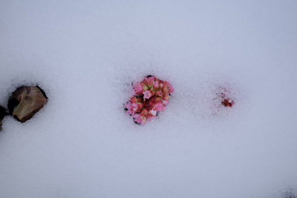 雪的花图片下载