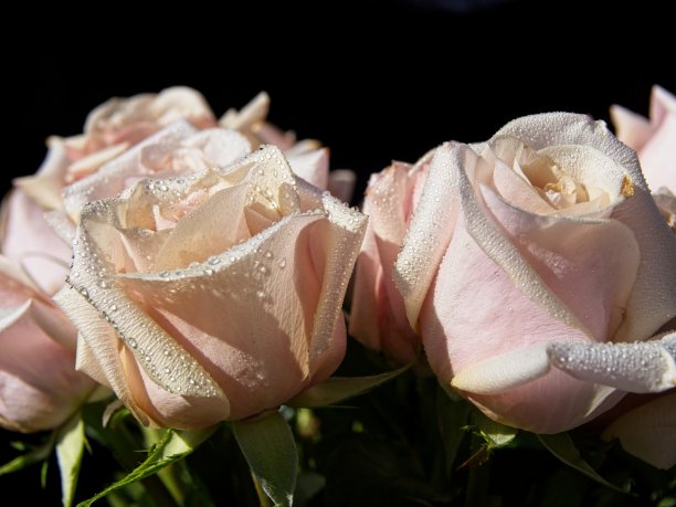 粉色玫瑰图片下载