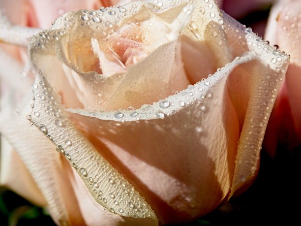 粉色玫瑰图片下载