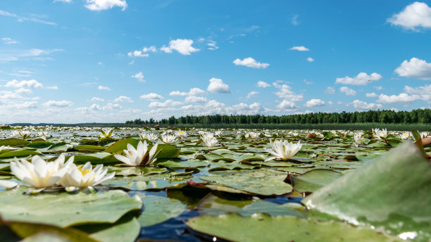 在一个阳光明媚的夏天，河岸的水生植被，荷花背景照片是非常美丽的水壶，萨拉卡河，伯特涅基湖，拉脱维亚图片下载