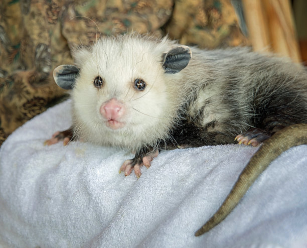 可爱的弗吉尼亚负鼠放松和看着观众图片下载