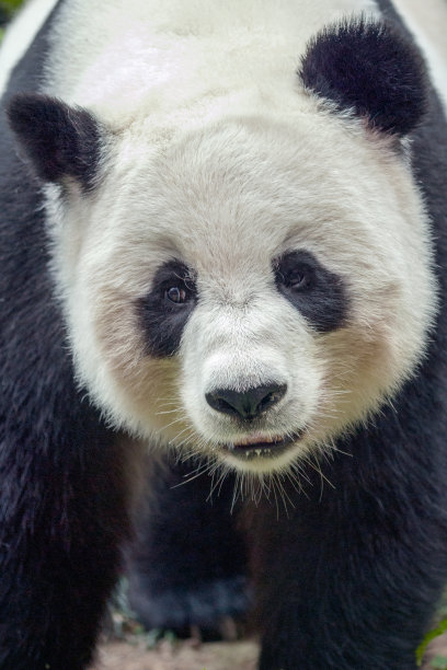 动物园里可爱的熊猫。自然界中巨大的哺乳动物和动物。图片下载