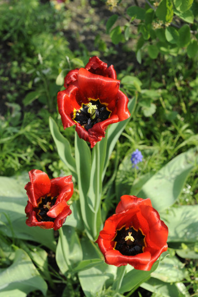 荷兰的春天，美丽的郁金香在草地上绽放图片下载