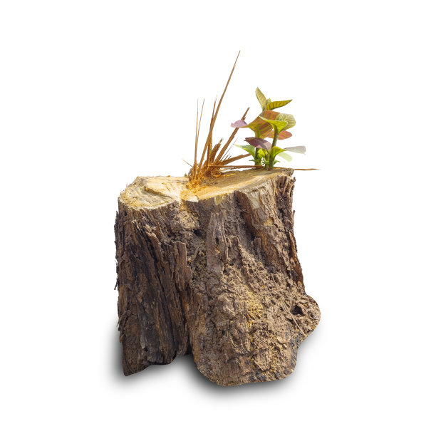 柚木树桩孤立在白色背景上图片下载