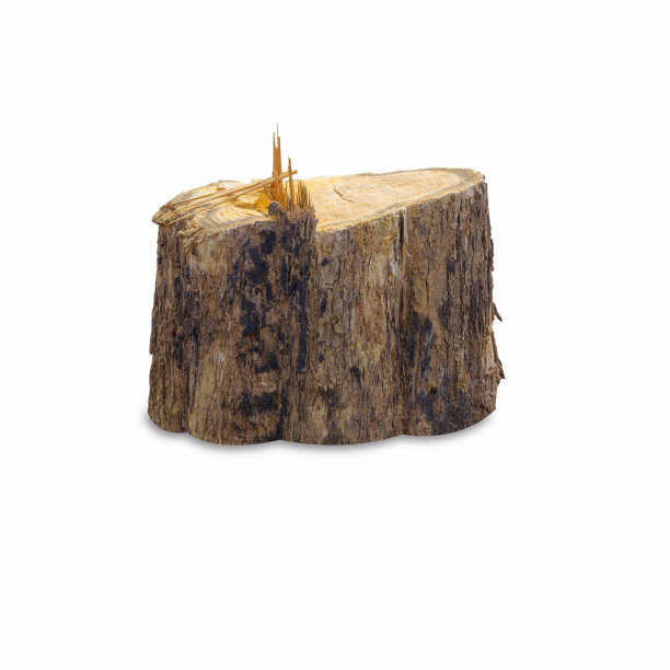 柚木树桩孤立在白色背景上图片下载