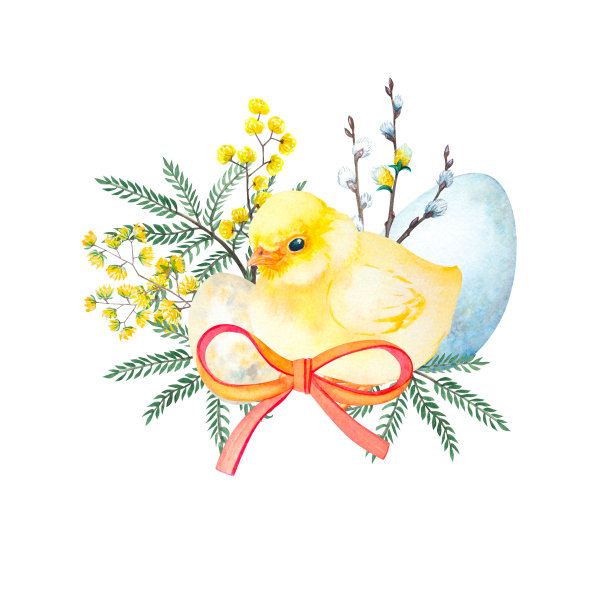 水彩含羞草花有鸡、蛋、弓。在白色背景上手绘插图。复活节集合图片下载