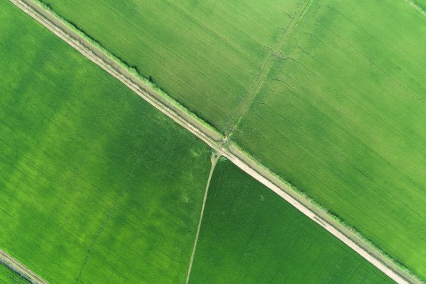 绿色稻田鸟瞰图泰国农村图片下载
