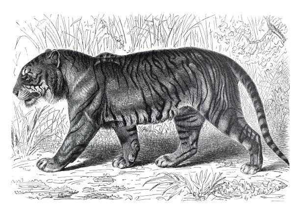 经典的老虎或老虎插图。野生动物。非洲。手绘野生老虎插图。复古的风格。图片下载