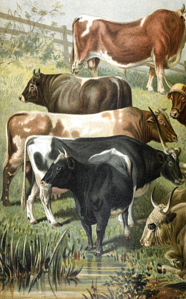 复古欧洲奶牛收藏在全彩色。手绘雕刻牛或牛插图。老式动物手绘彩色插图。不同的奶牛生产基本的食物。牛奶、奶酪、黄油。图片下载