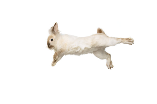 迷人的肖像，毛茸茸的可爱的兔子摆孤立在白色工作室背景。家畜生活观念，宠物朋友，复活节快乐图片下载