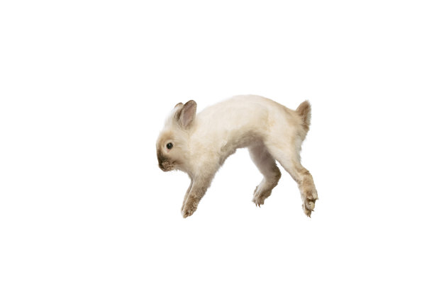 迷人的肖像，毛茸茸的可爱的兔子摆孤立在白色工作室背景。家畜生活观念，宠物朋友，复活节快乐图片下载