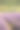 夏天的薰衣草田图片下载