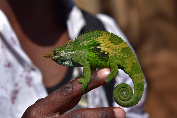 乌桑巴拉山脉图片下载