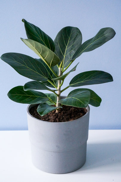 蓝色背景的室内植物图片下载