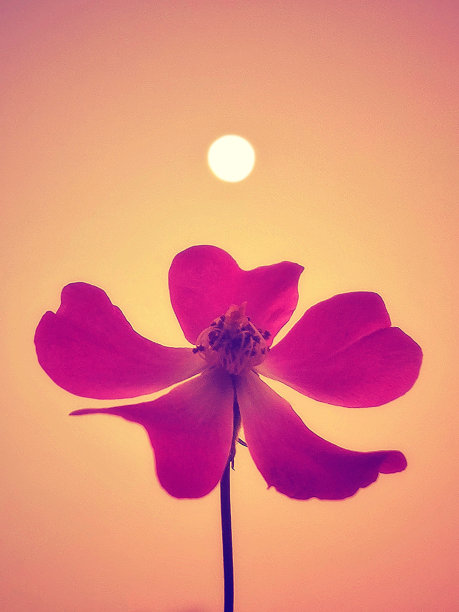 花上的月亮图片下载
