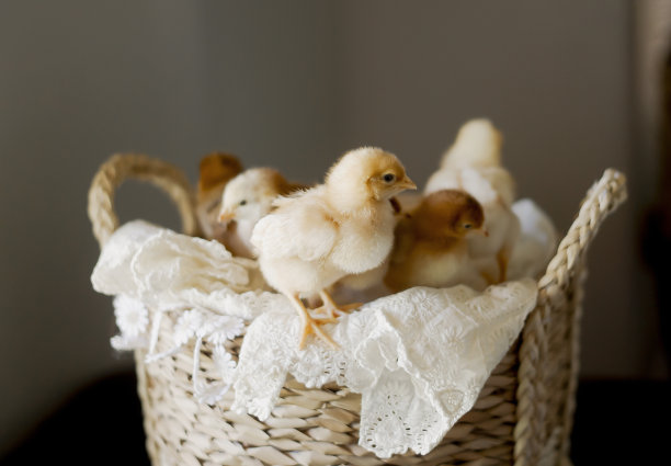 在室内的篮子里的小鸡图片下载