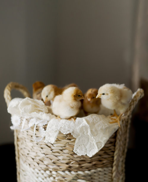 在室内的篮子里的小鸡图片下载