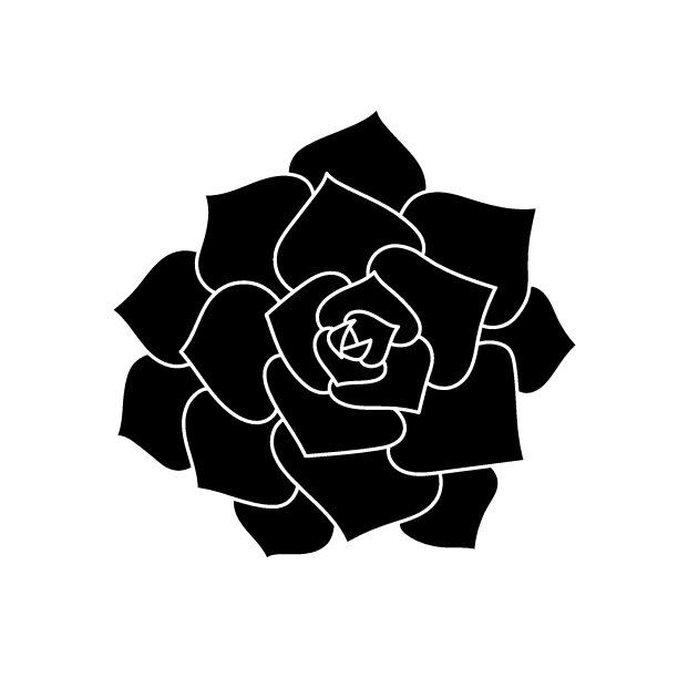 多汁的石莲花在简单的风格，矢量插图。沙漠花印刷和设计。轮廓墨西哥植物，图形孤立元素在白色背景。室内装饰用盆栽植物图片下载