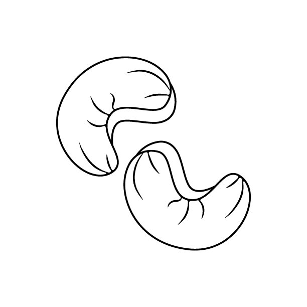 印度腰果核桃，剪影，徽章。矢量线性插图孤立在一个白色背景的网站设计产品，应用程序，印刷图片下载