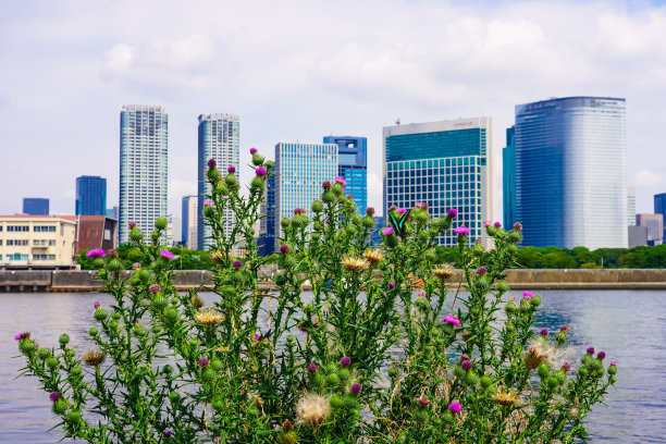 蝴蝶停留在蓟花上，背景是汐留大厦图片下载