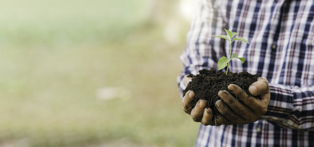 种植一棵树。近距离观察一个年轻人在花园里干活时正在种树。图片下载