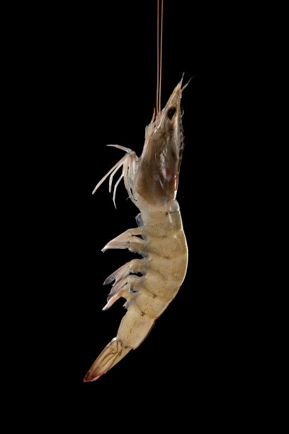 一只新鲜的白虾被隔离在黑色的背景上图片下载