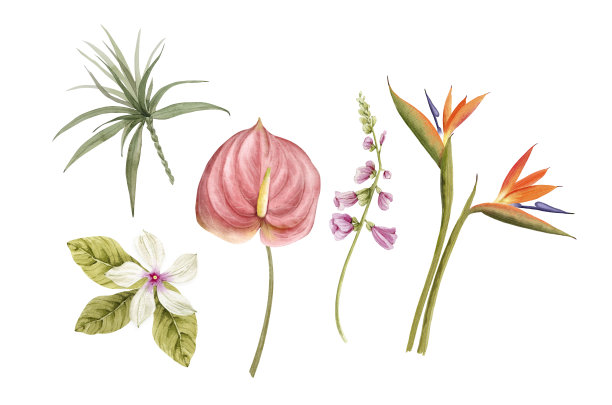 在白色的背景上热带花卉和植物的水彩插图的植物集。手画。图片下载