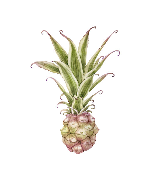 水彩插图菠萝植物，手绘图片下载