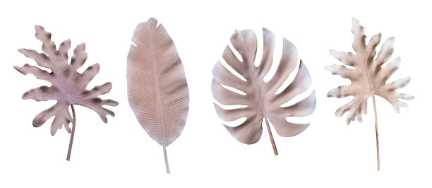 白色空间背景上的热带树叶粉红色。抽象的怪兽叶装饰设计。剪切路径图片下载