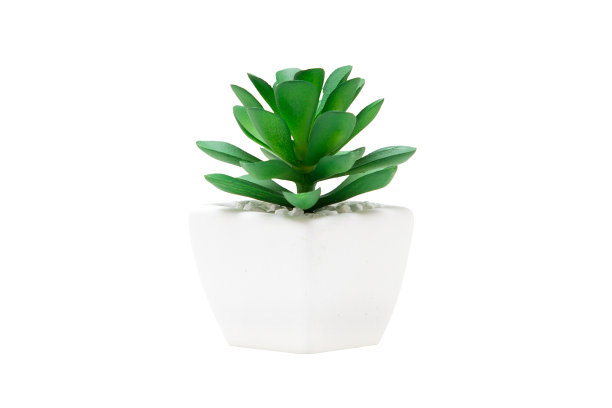 小的绿色植物孤立在白色上图片下载