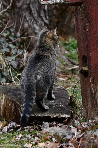 野猫在寻找晚餐图片下载