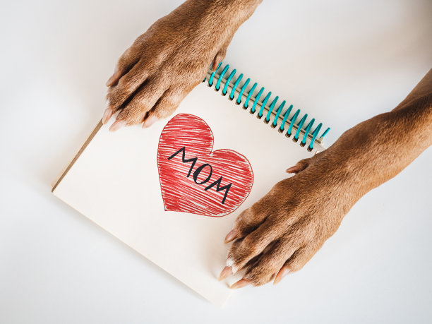 可爱的棕色小狗。特写，室内，俯视图图片下载