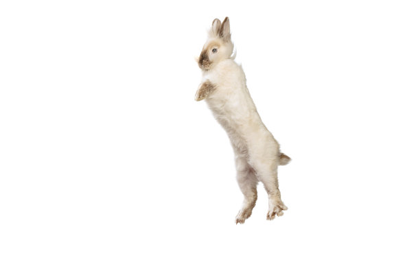 迷人的肖像，毛茸茸的可爱的兔子摆孤立在白色工作室背景。家畜生活观念，宠物朋友，复活节快乐图片下载