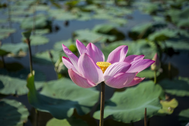 自然图片:荷花。这是美丽的花图片下载