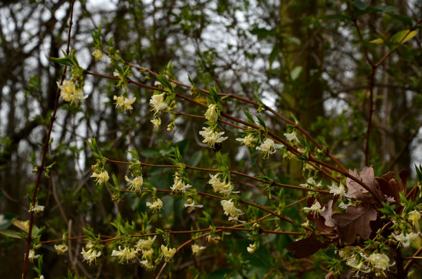 捷克忍冬是一种落叶灌木，可长到2-3米高。卵形的叶子是深绿色的。白色管状花，成双排列于叶腋。图片下载