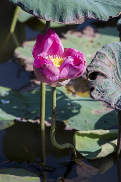 自然图片:荷花。这是美丽的花图片下载