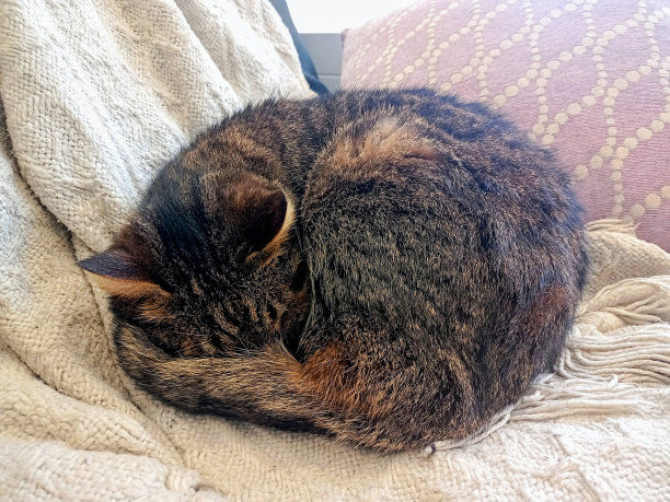 欧洲猫睡在枕头和毯子上的特写照片图片下载