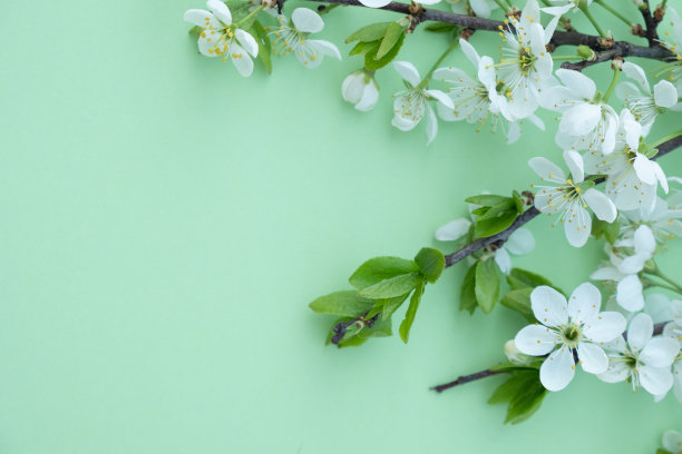 梅花枝在绿色的背景上图片下载