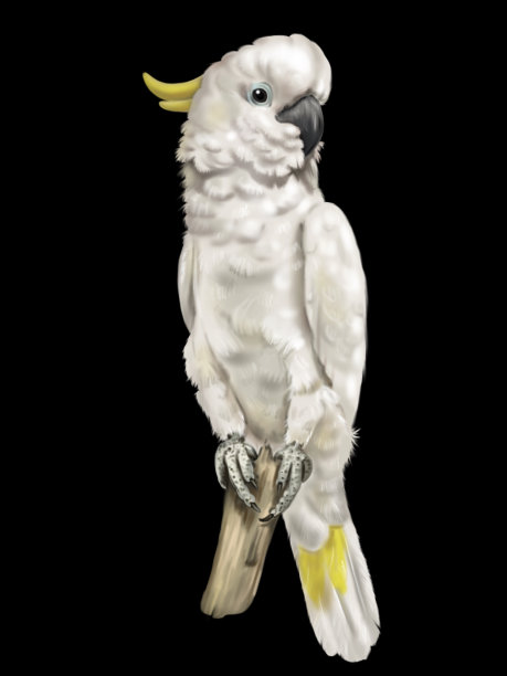 Sulphur-crested风头鹦鹉。白鹦鹉水彩插图。现实的鸟图片下载